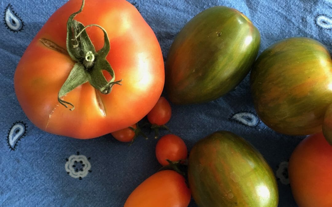 Tomatoes for trout