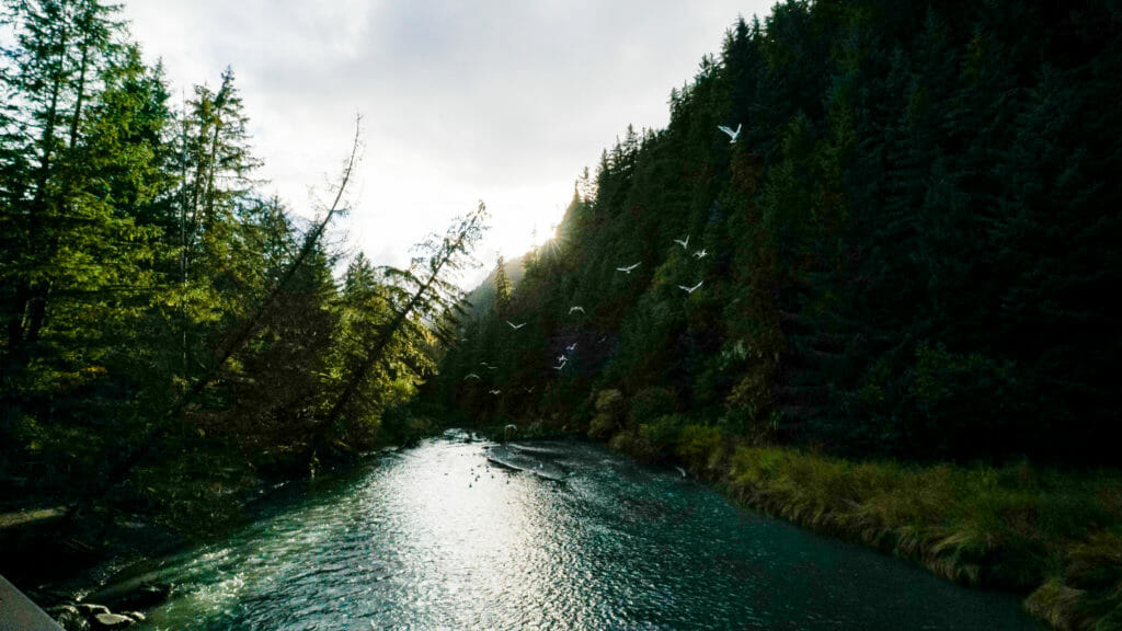 A salmon stream in Caines Head State Park.