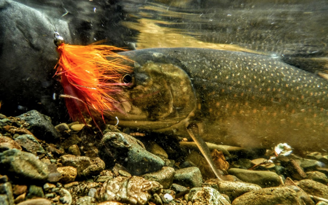 At home on the Tongass
