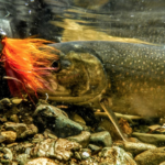 A Dolly Varden from Alaska's Tongass National Forest.