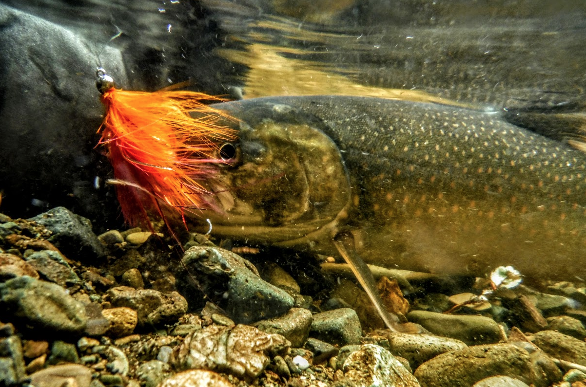 A Dolly Varden from Alaska's Tongass National Forest.