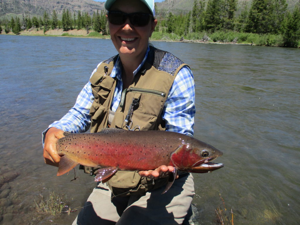 Native Cutthroat Trout Making Comeback In Yellowstone Lake Trout