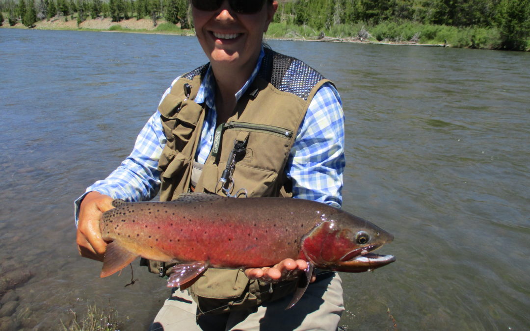 Native cutthroat trout making comeback in Yellowstone Lake