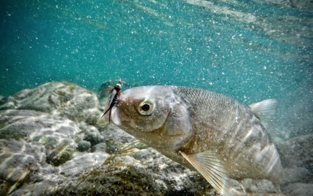 The lowly whitefish