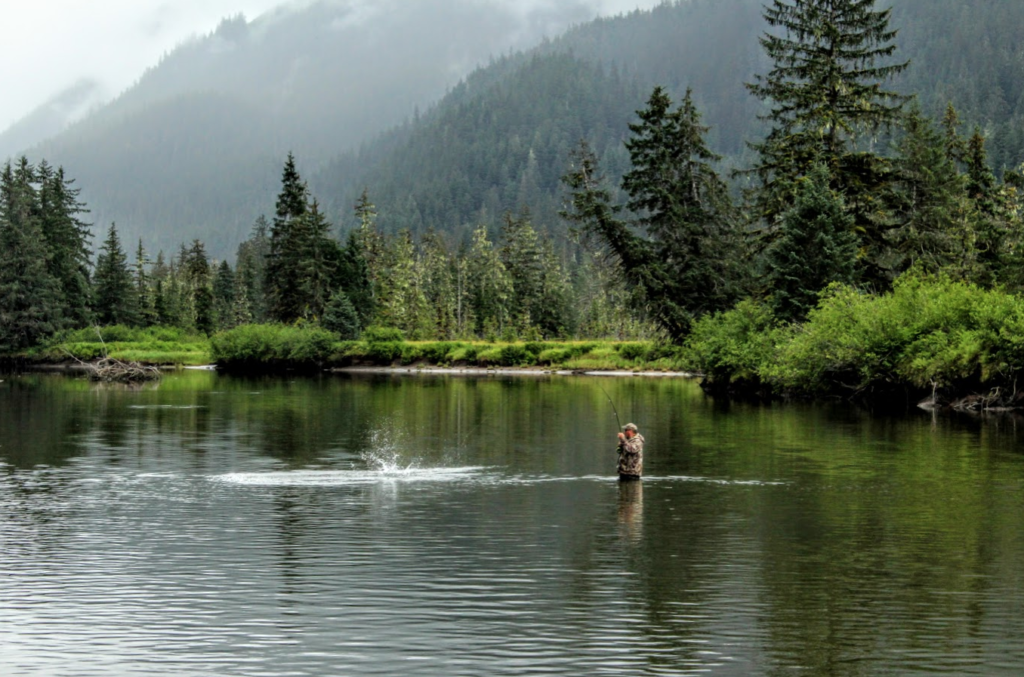 An angler hooks up with a pink salmon on the Tongass National Forest, Alaska.