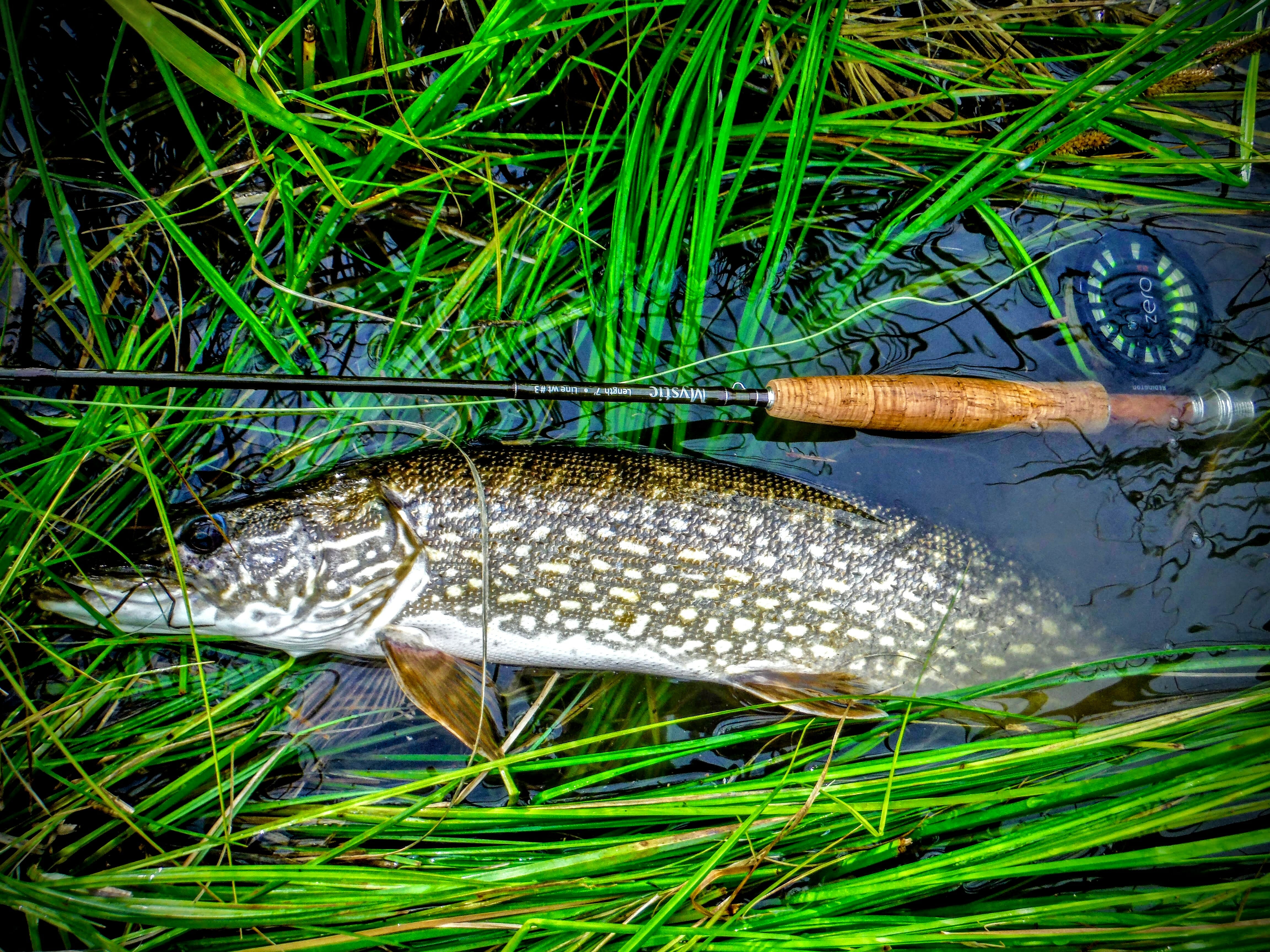 A northern pike comes to hand in an eastern Alaska boreal creek.