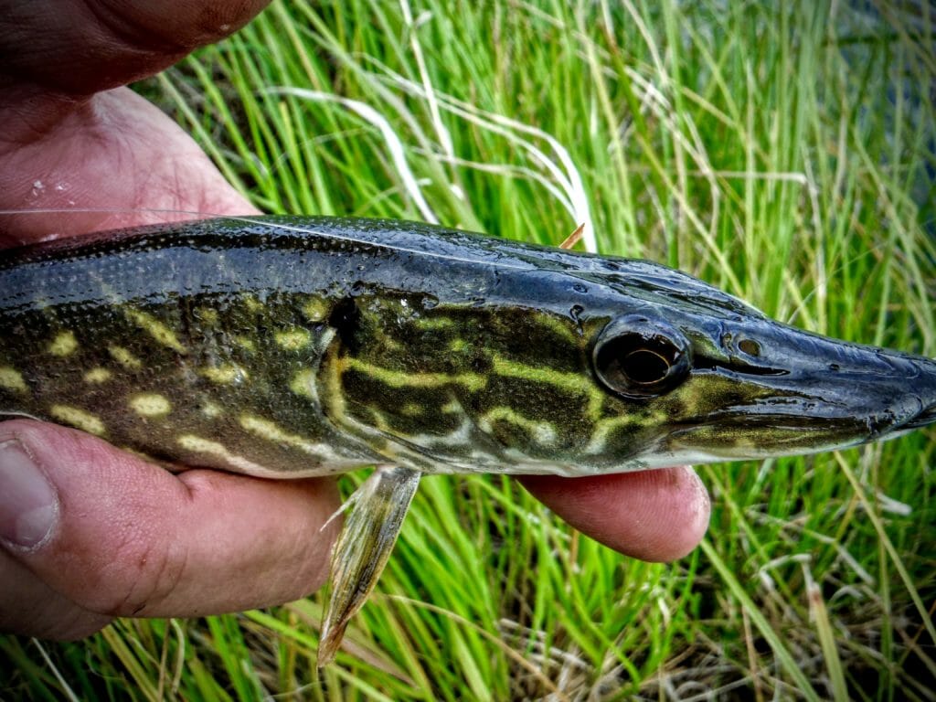 A small pike comes to hand in an eastern Alaska boreal creek. 