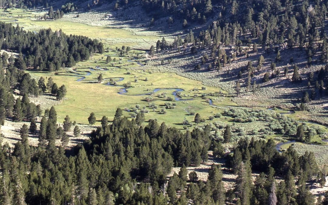 A milestone in native trout recovery