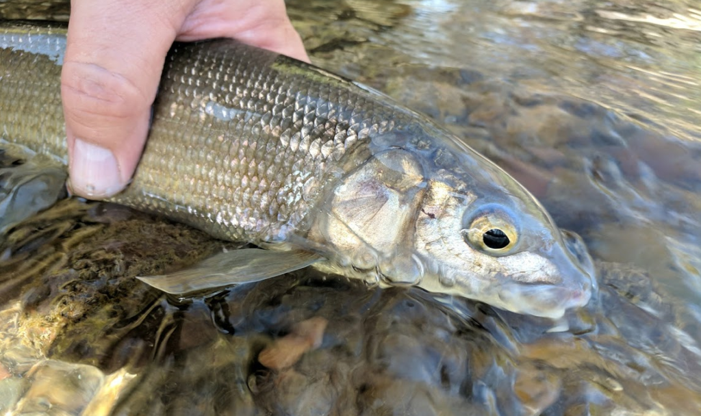 A mountain whitefish caught on a Blue-winged Olive.