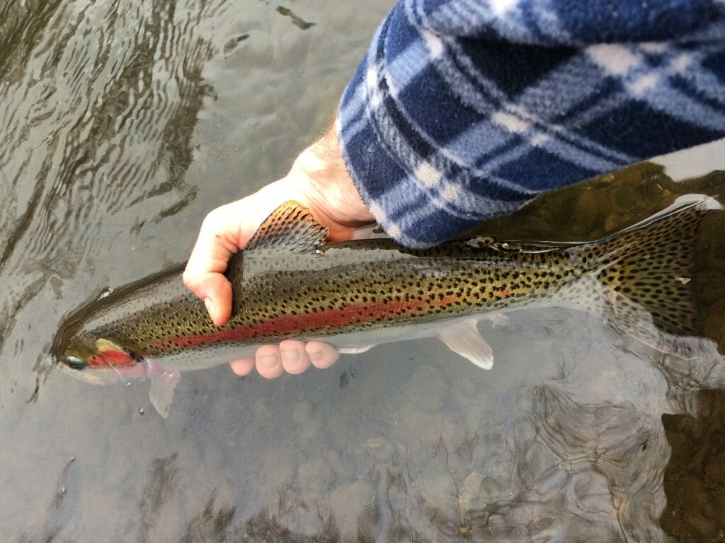 A rainbow trout caught and released in an urban trout stream in Anchorage.