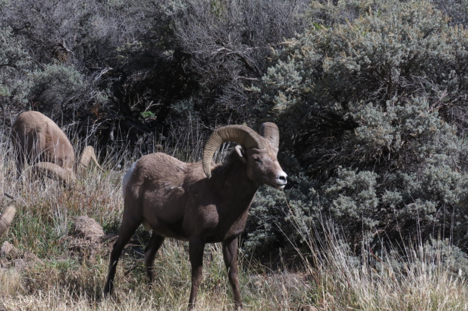 Bighorn sheep graze in New Mexico.