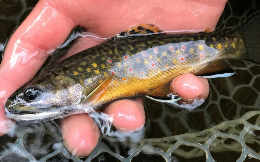 PA’s Unassessed Waters Initiative reaches milestone