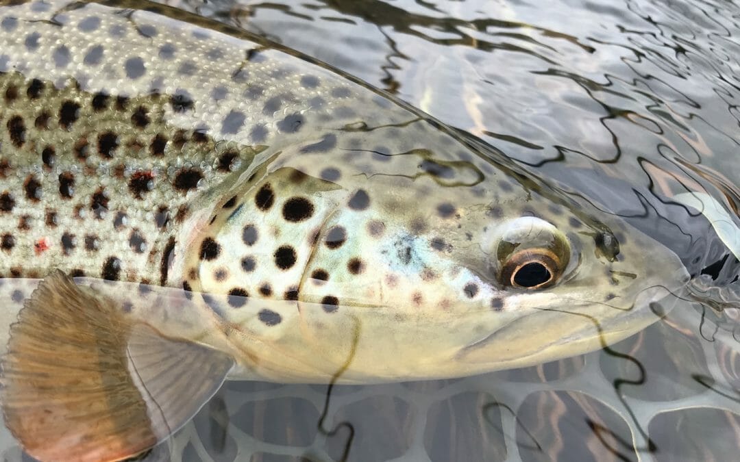 The hype is real: A day on the Upper Delaware