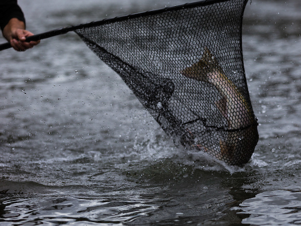 Idaho steelhead