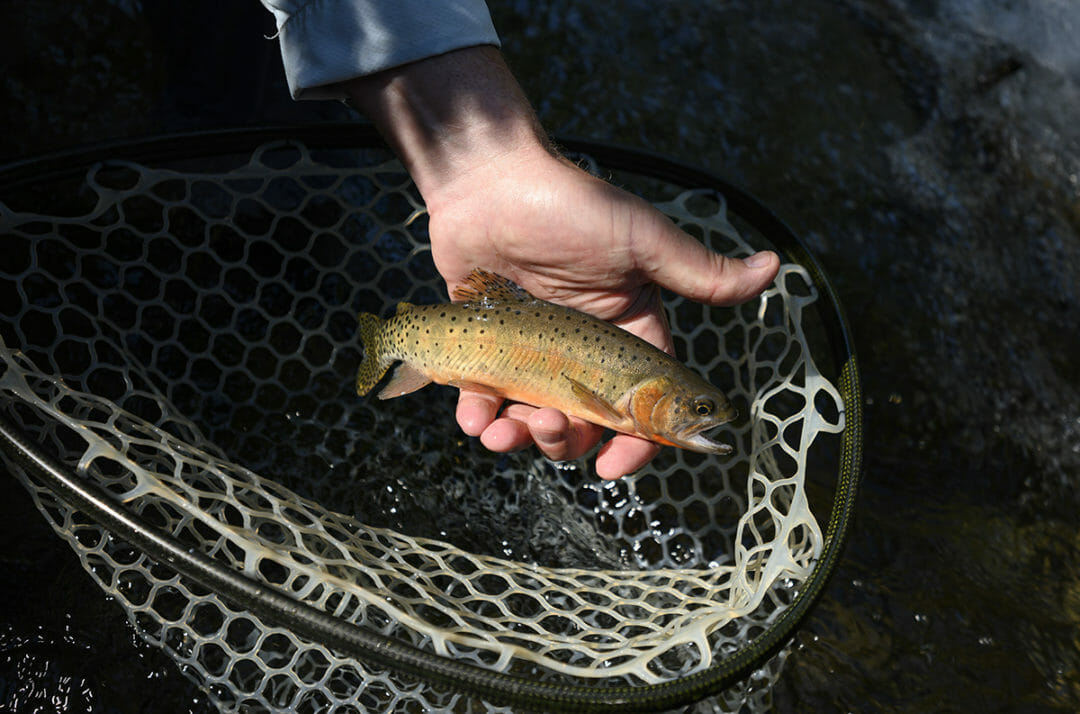 Working To Keep The Rio Grande Cutthroat Trout Off The Endangered