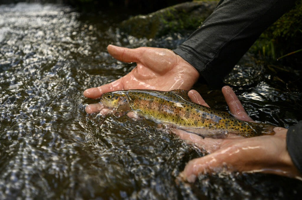 Laurel Hill Creek Hatch Chart