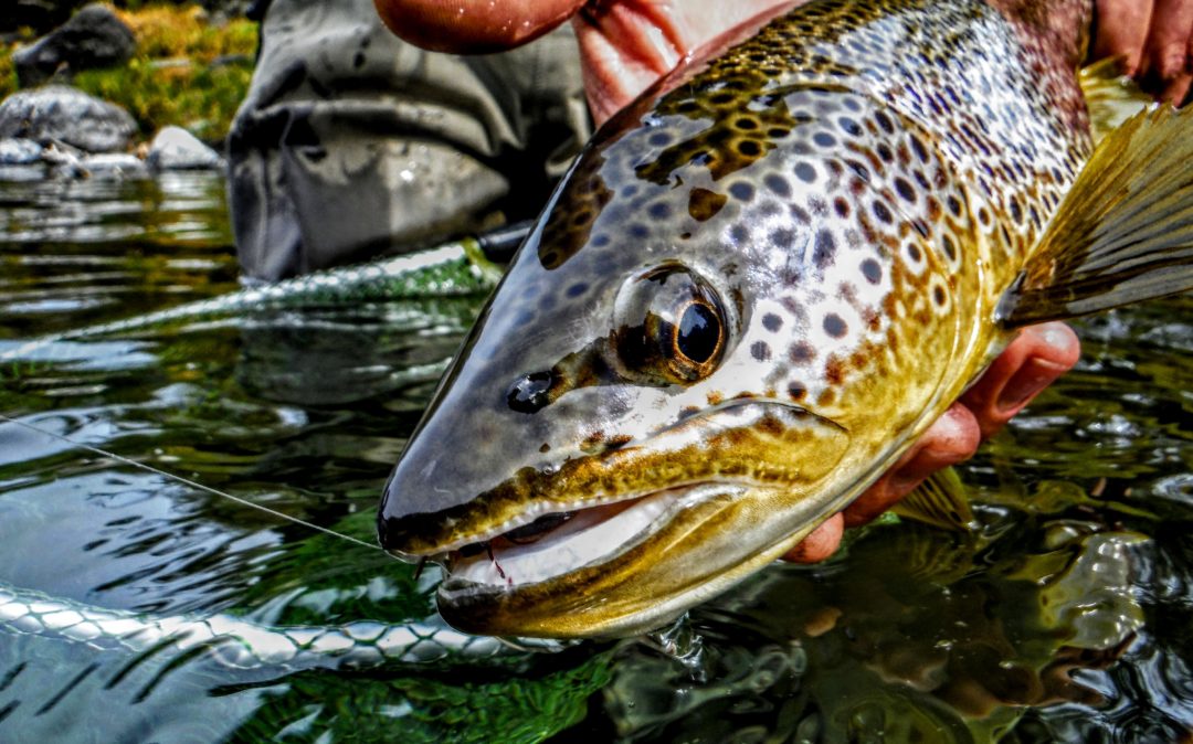 Adventure among Patagonia's estancias Trout Unlimited