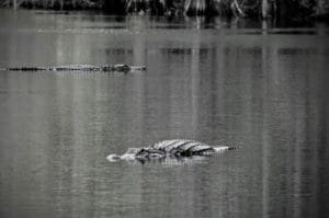 Alligators sunning themselves in the Okefenokee National WIldlife Refuge.