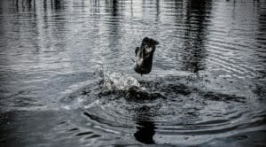 A bowfin jumping from the water in Okefenokee National Wildlife Refuge.