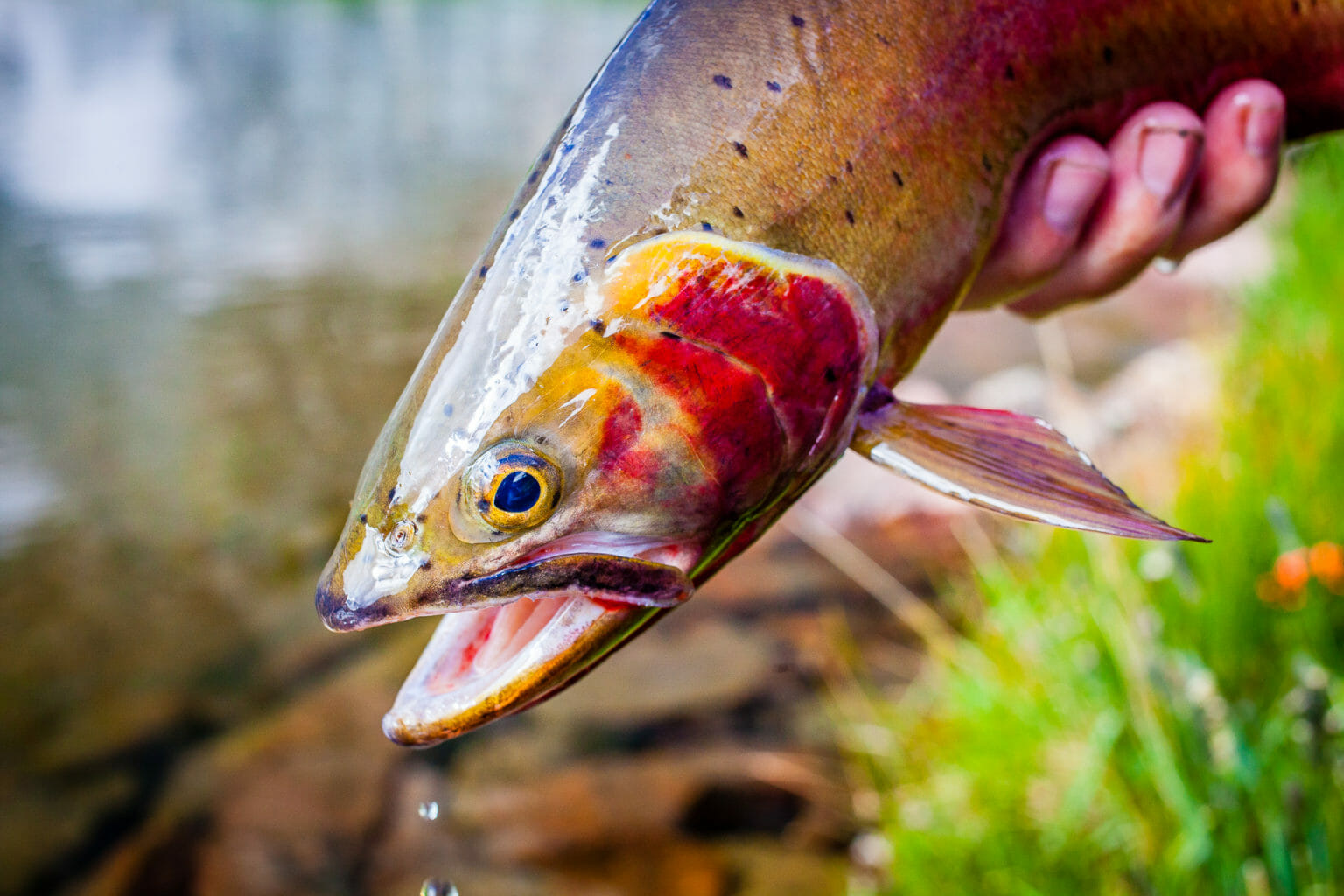 Working To Keep The Rio Grande Cutthroat Trout Off The Endangered