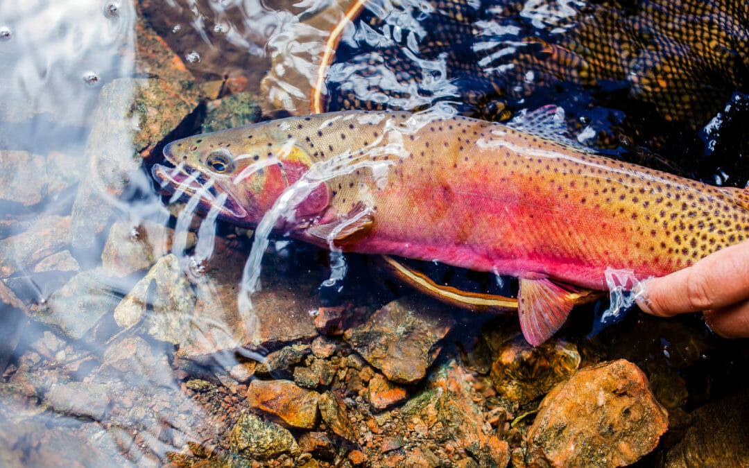 Drought and fishing in the Colorado River Basin