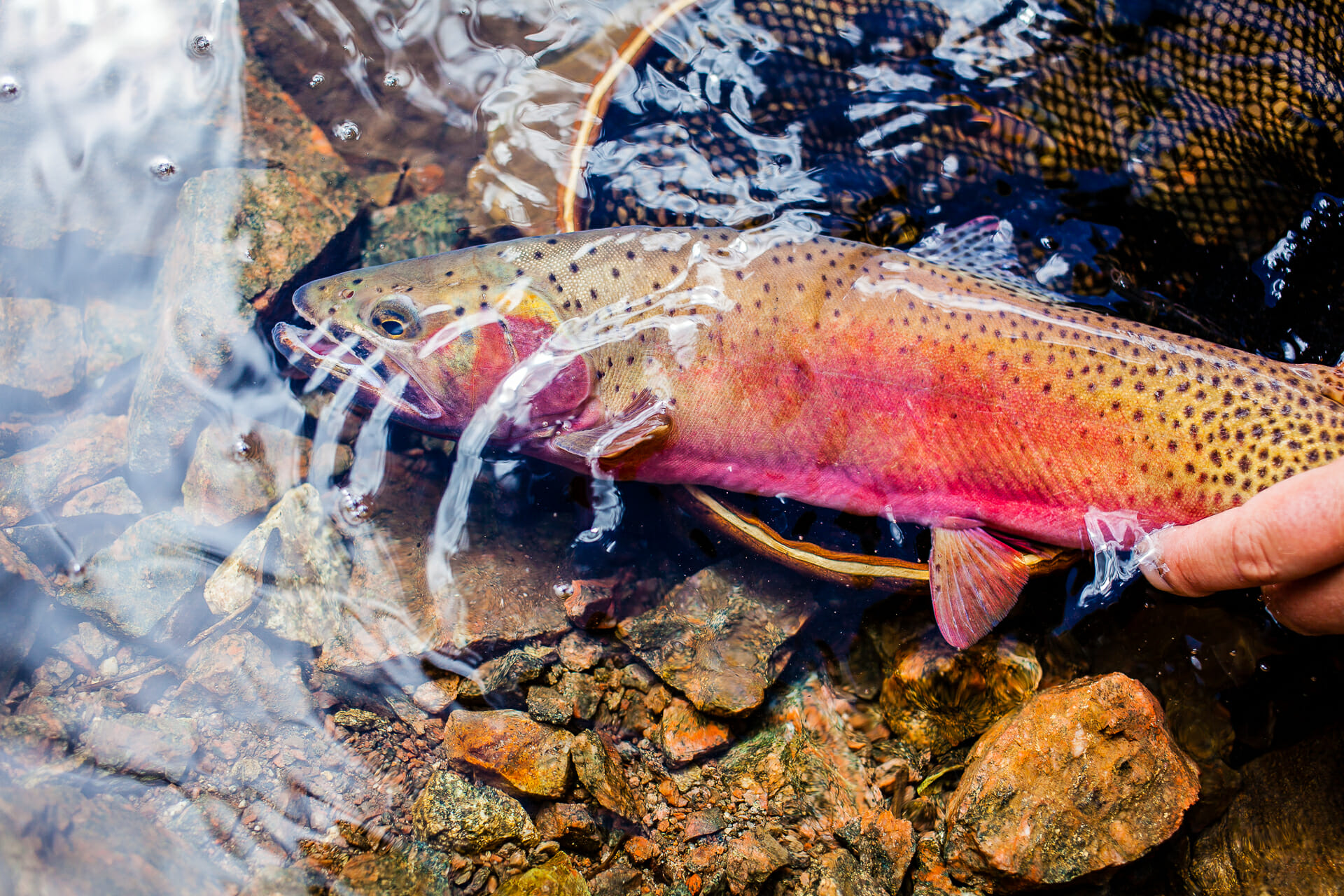 Drought And Fishing In The Colorado River Basin - Trout Unlimited