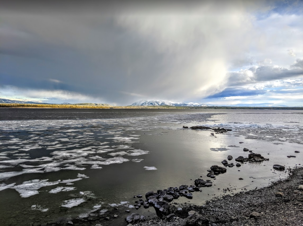 Lake Trout On The Decline In Yellowstone Lake Trout Unlimited