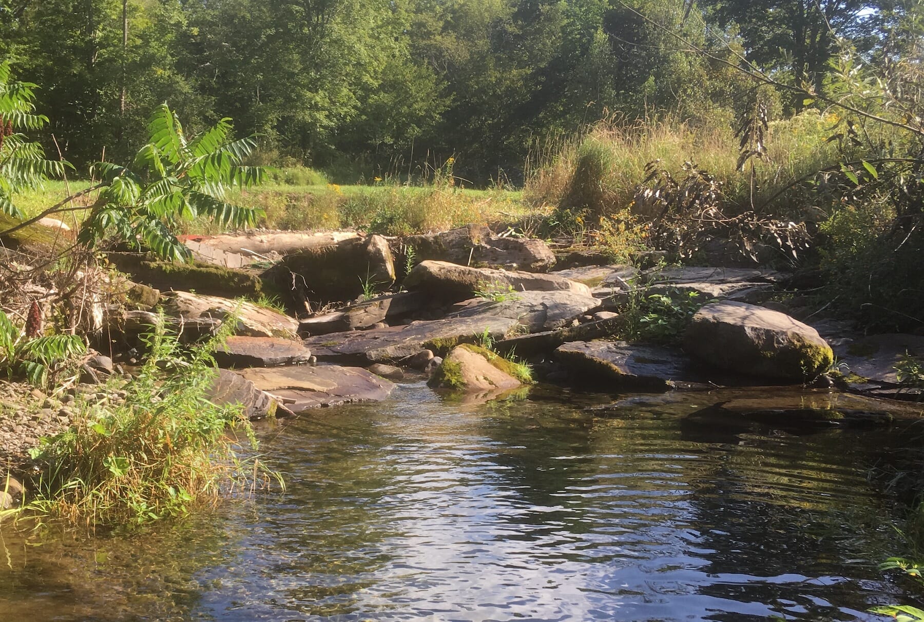 TU, Partners Aid Brook Trout With NY Dam Removal Trout Unlimited