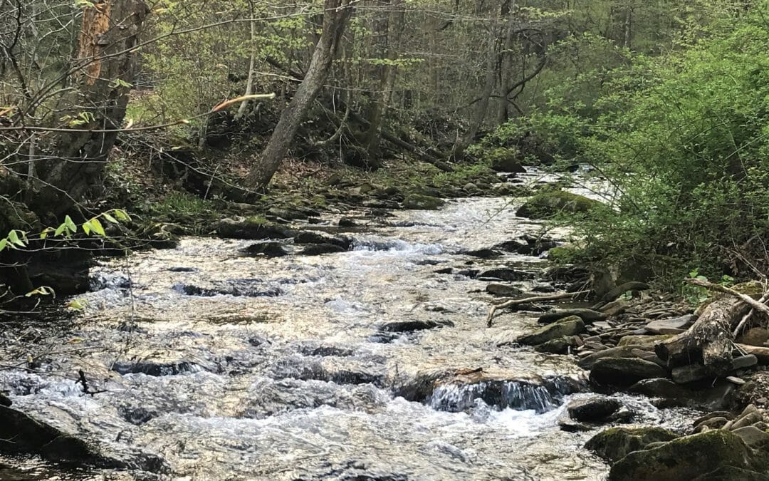 NFWF grants to bolster TU’s brook trout work in Appalachia