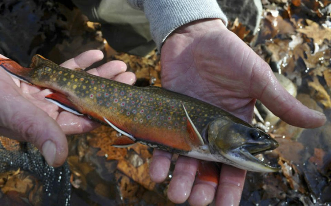 Federal funding package will fund conservation priorities
