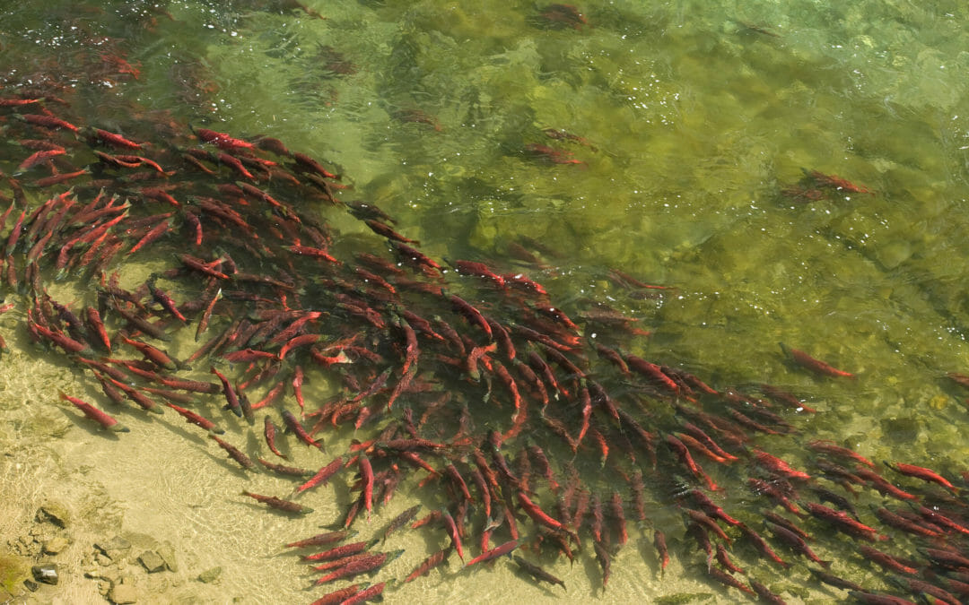 TU’s top 10 conservation campaigns of 2019