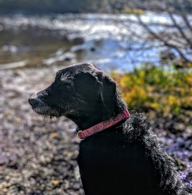 The old lady