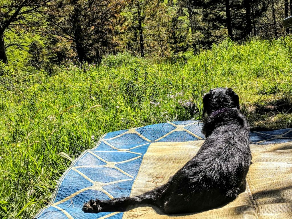 A black dog rests on a rug.