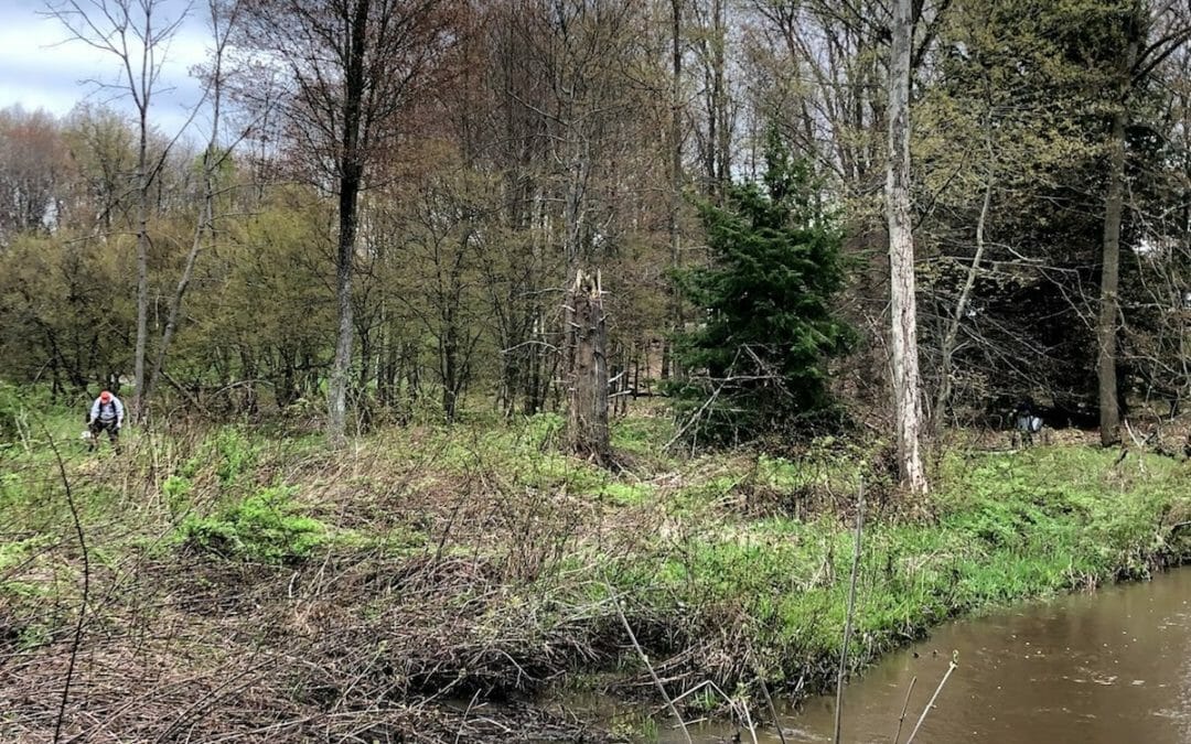 Trout and Trees: restoring Michigan’s streambanks