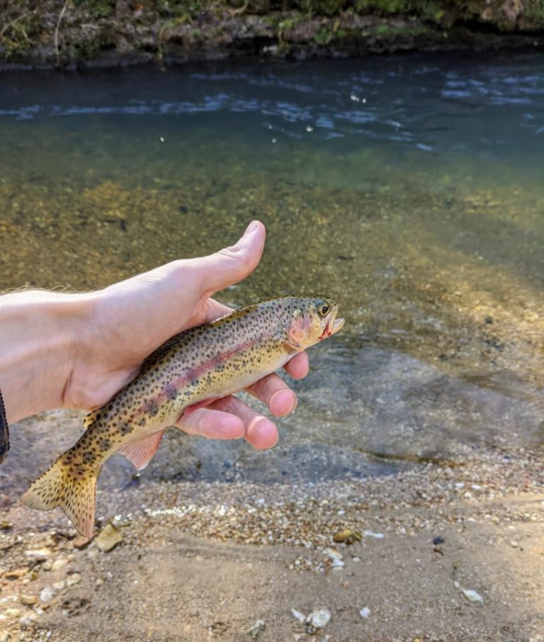 Missouri Launches Blue Ribbon Trout Slam Trout Unlimited