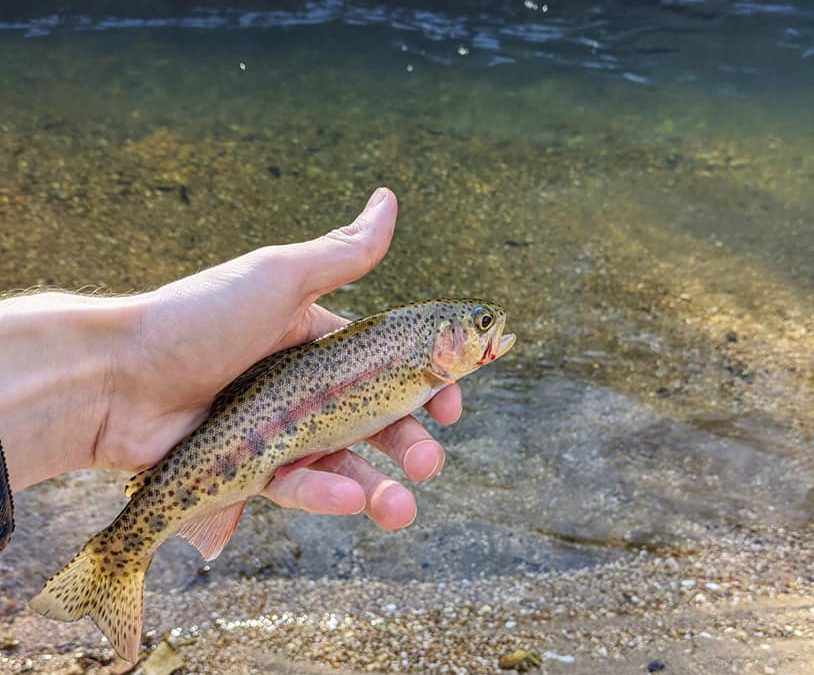 Missouri launches Blue Ribbon Trout Slam