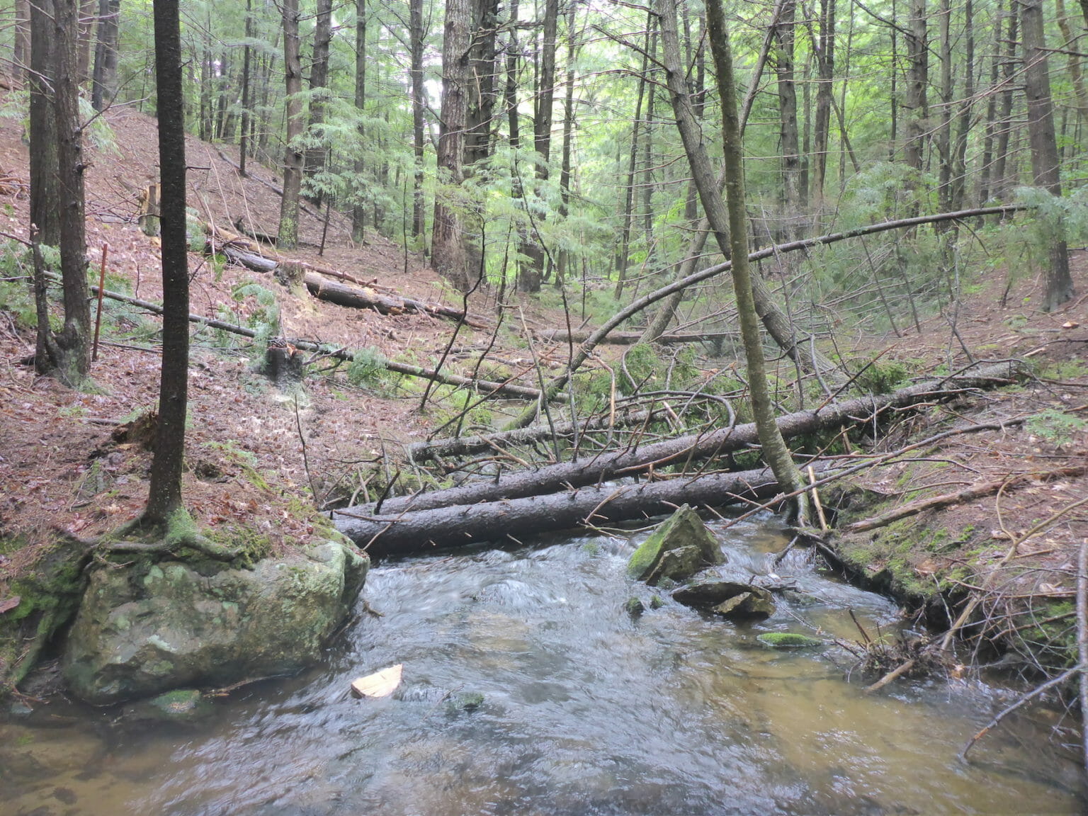 TU Improving Habitat In New Hampshire's Lakes Region Trout Unlimited