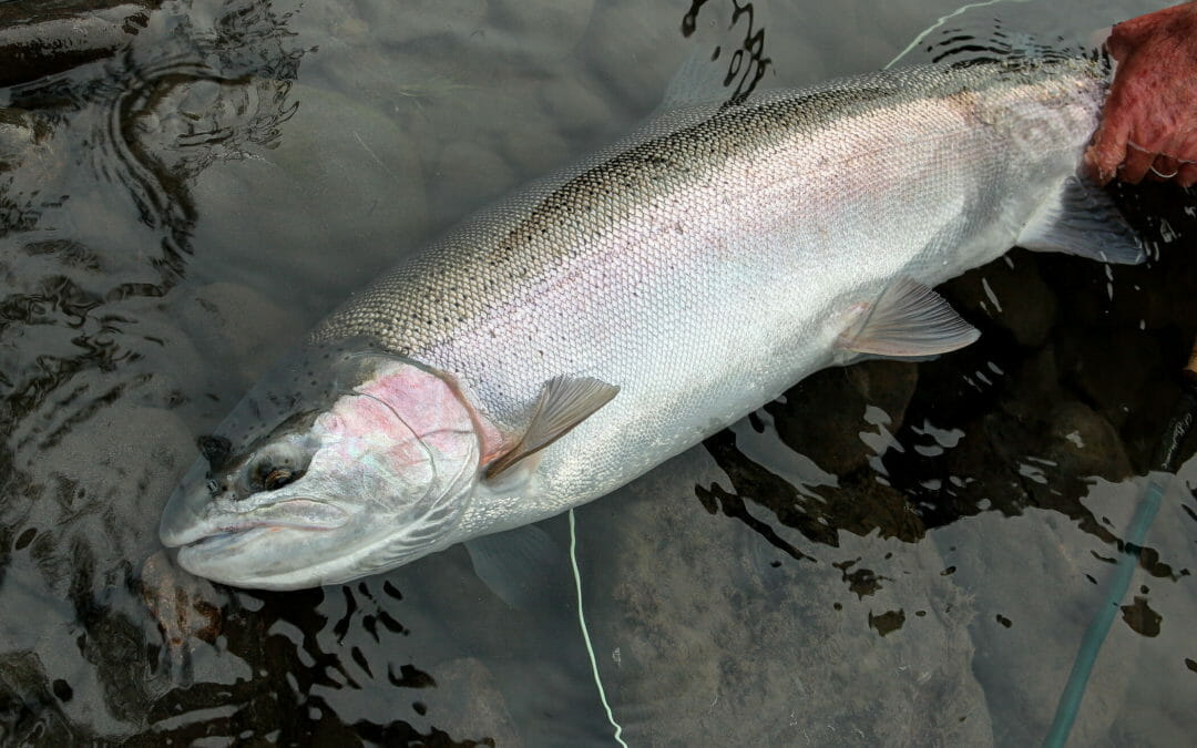 Broad coalition urges Northwest governors to action on salmon, steelhead