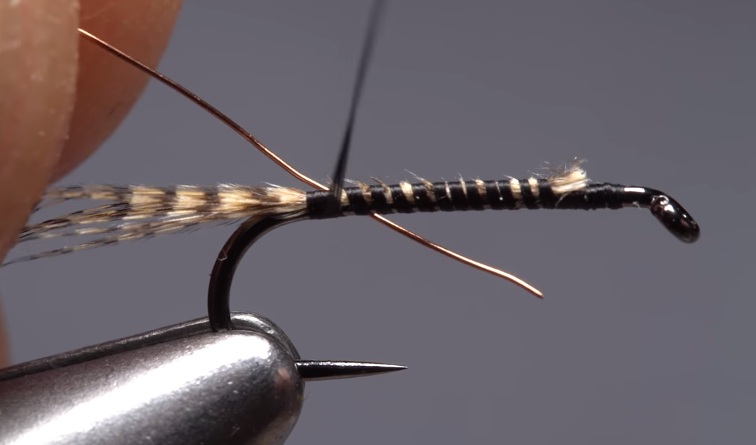 Phat and Phunky Pheasant Tail Nymph