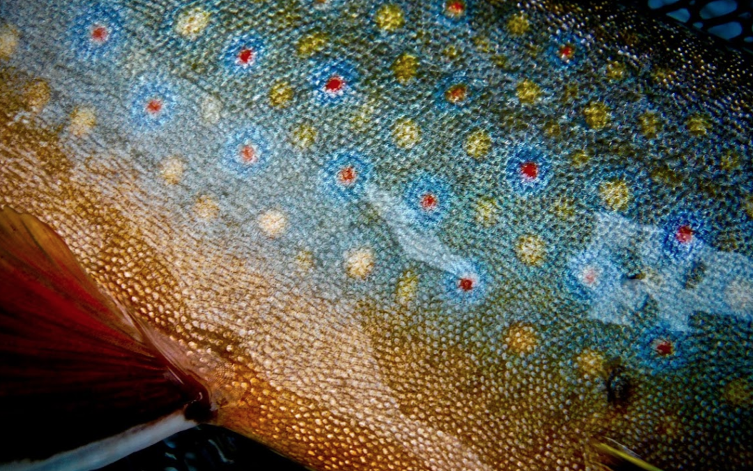 Spawning brookies in Moosehead Lake offer hope in the face of challenges