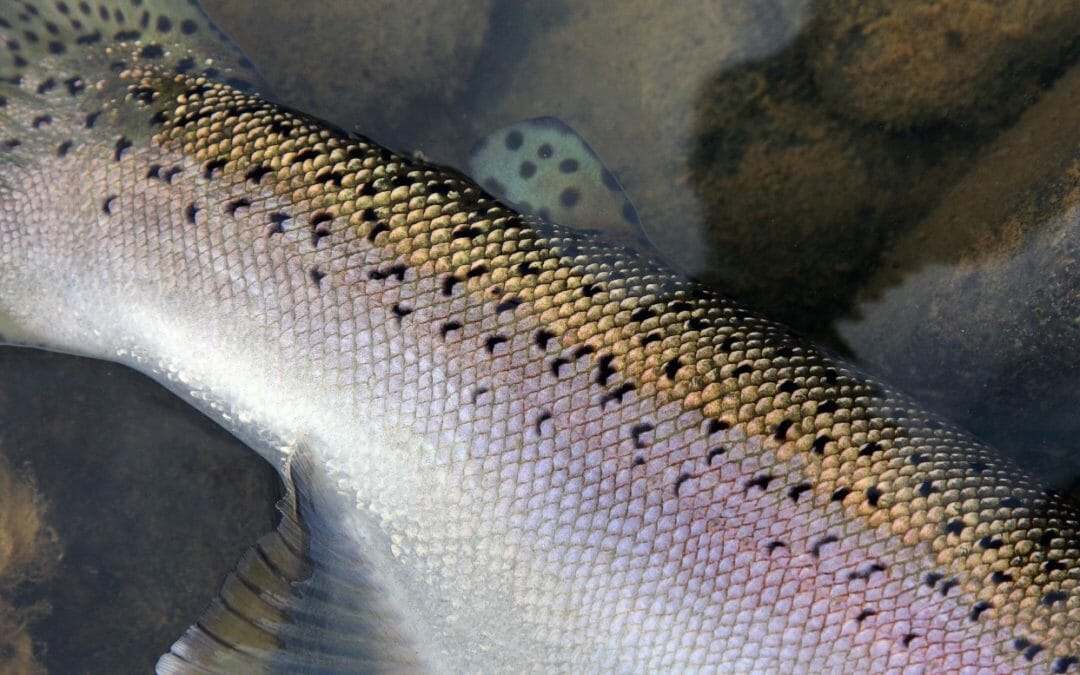 Wild steelhead diversity is key to long-term survival