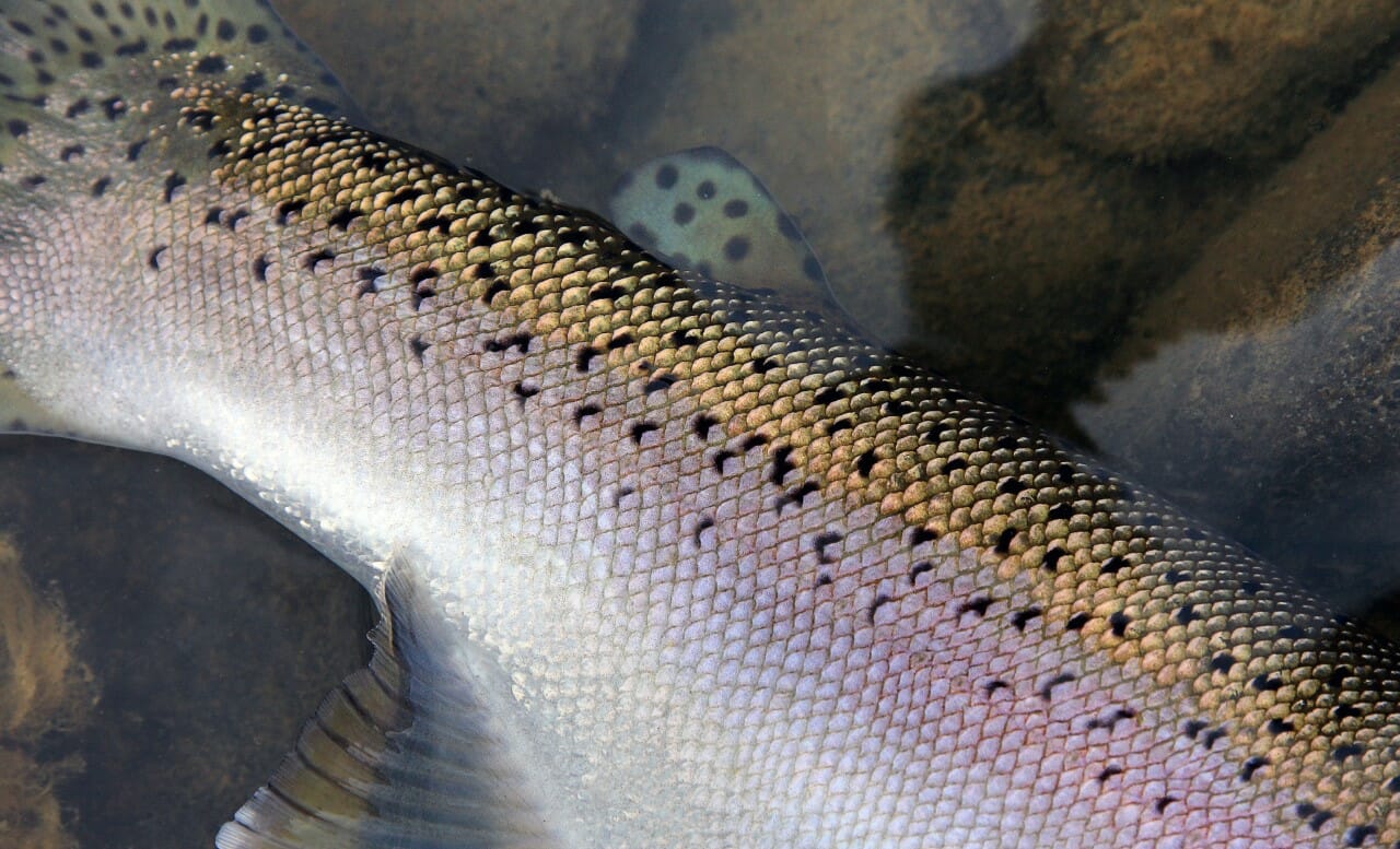 A Seasonal Overview of Wild Trout in Colorado - Expedition Outside