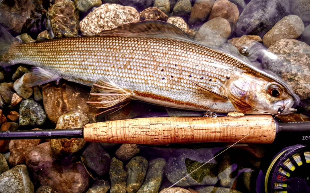 The Michigan Arctic grayling