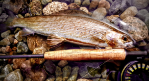 Arctic-grayling-Michigan