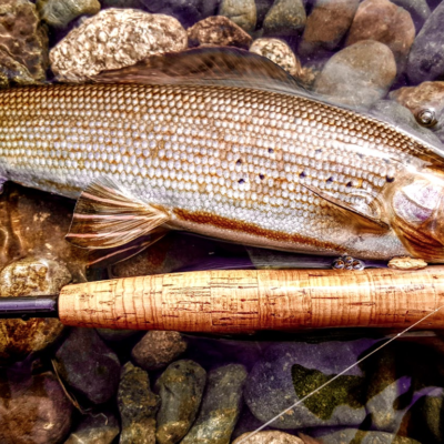 Arctic-grayling-Michigan