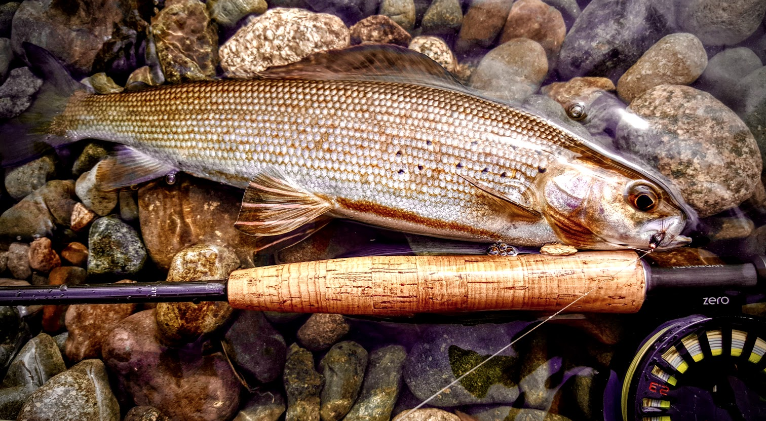 Arctic-grayling-Michigan