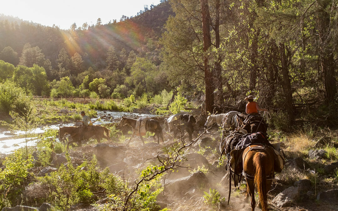 Restoring a future with Gila trout