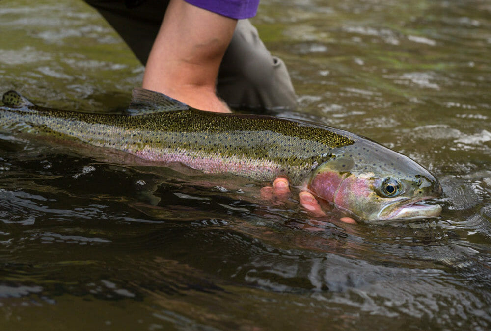 Snake River salmon: Let’s give credit where credit is due