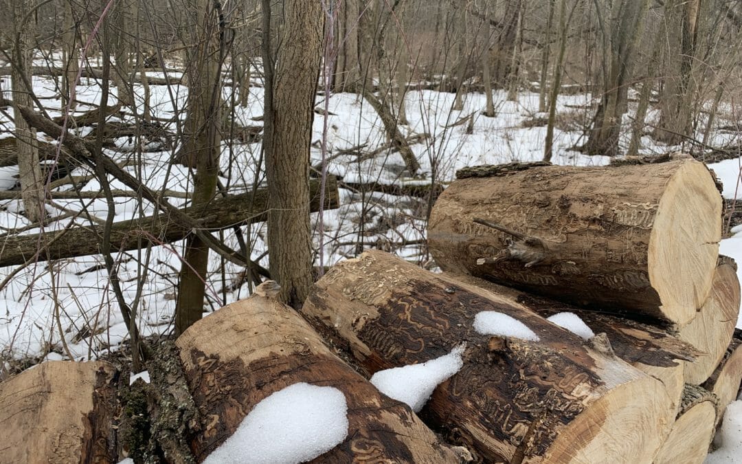 TU replanting Michigan forests hit by ash borer