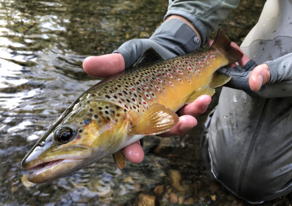 TU improving trout, salmon habitat in Michigan’s Bigelow Creek